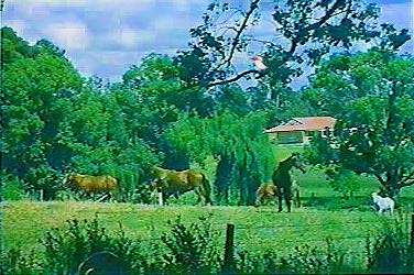 [Rural property near Gold Coast]